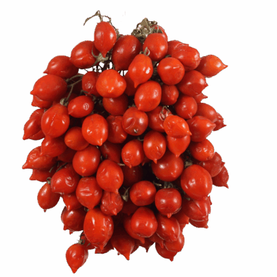 Pomodorino del Piennolo Campano